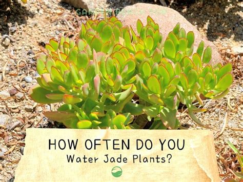 water resistant jade plants